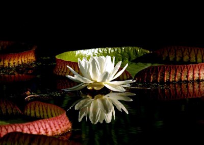 Victoria amazonica SOWERBY., Amazonas Riesenseerose