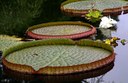 Staude aus der Familie der Nymphaeaceae. Herkunft Südamerika, Amazonasbecken, Guyana.