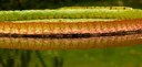 Staude aus der Familie der Nymphaeaceae. Herkunft Südamerika, Amazonasbecken, Guyana.