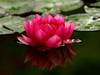 Nymphaea-Hybride 'James Brydon', Seerose