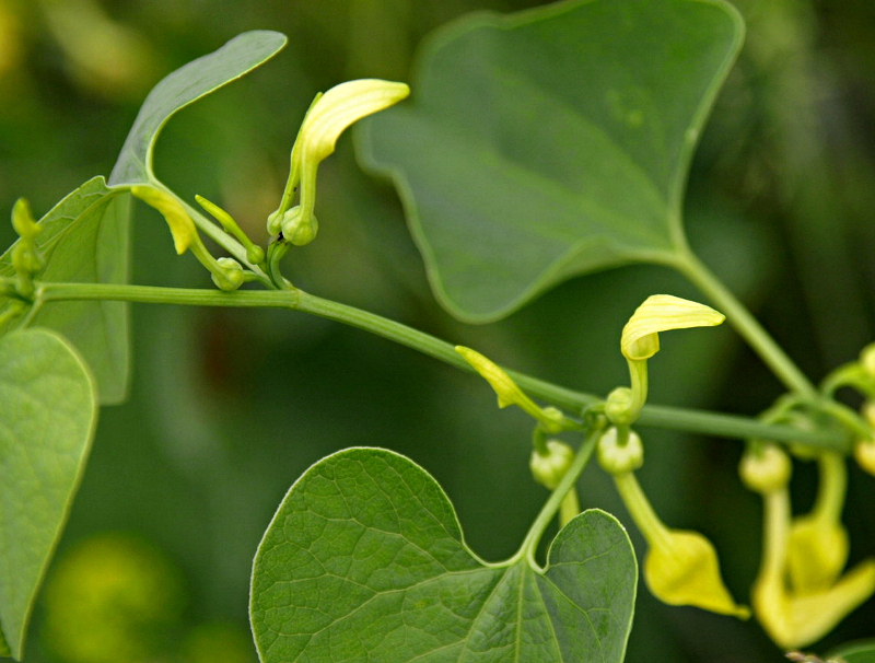 Aristolochia clematitis L., Gewöhnliche Osterluzei