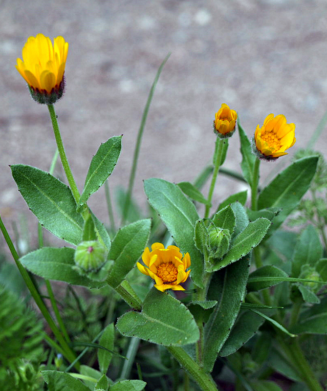 Calendula arvensis L., Acker-Ringelblume