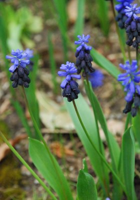 Muscari neglectum GUSS. EX TEN., Weinbergs-Traubenhyazinthe