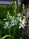 Staude aus der Familie der Hyacinthaceae. Vorkommen in Südost-Europa und Vorderasien.