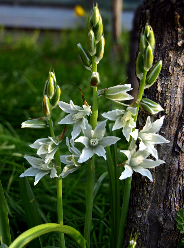 Ornithogalum nutans L., Nickender Milchstern