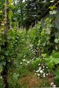 Weinbeet im Sommer