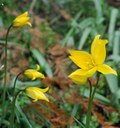 Staude aus der Familie der Liliaceae. Einheimisch in Europa.