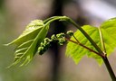 Gehölz aus der Familie der Vitaceae. Kulturform.