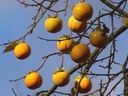 Gehölz aus der Familie der Ebenaceae. Herkunft Japan, Südkorea, China.