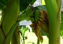 Staude aus der Familie der Musaceae. Herkunft Japan.