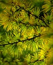 Gehölz aus der Familie der Pinaceae. Herkunft Ost-China.