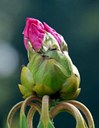 Gehölz aus der Familie der Ericaceae. Herkunft China.