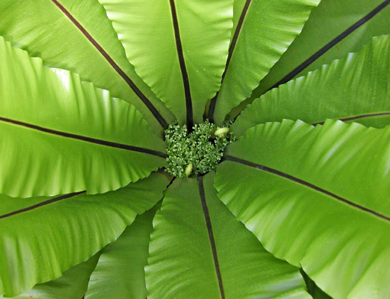 Asplenium nidus L., Vogel-Nestfarn
