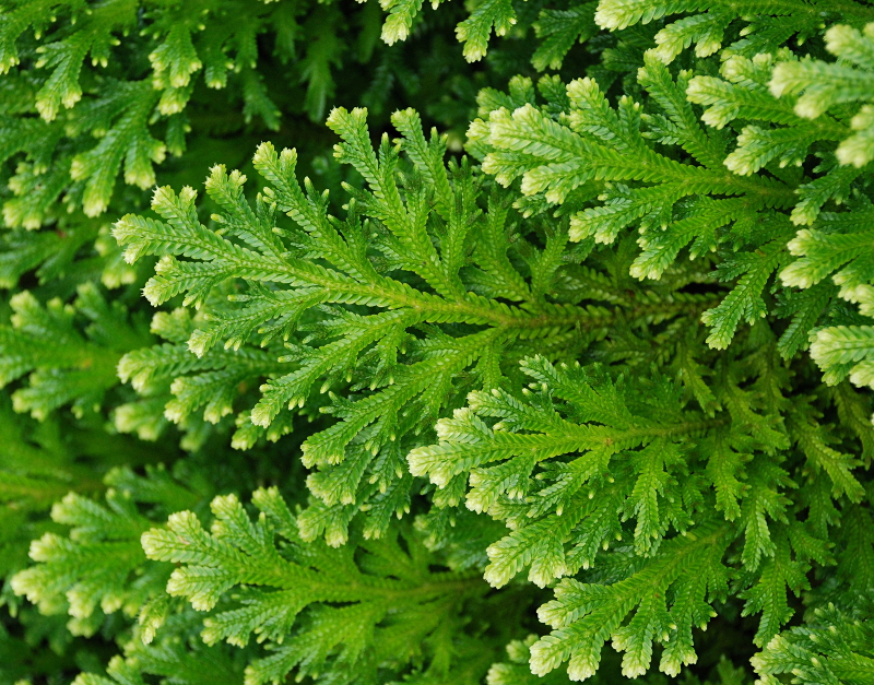 Selaginella martensii SPRING, Moosfarn
