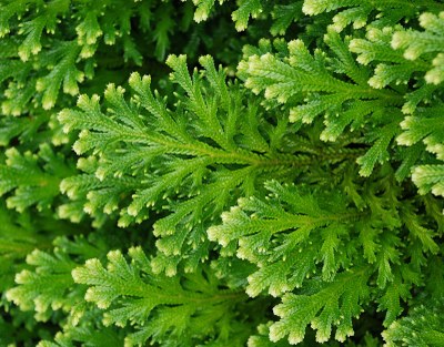 Selaginella martensii SPRING, Moosfarn