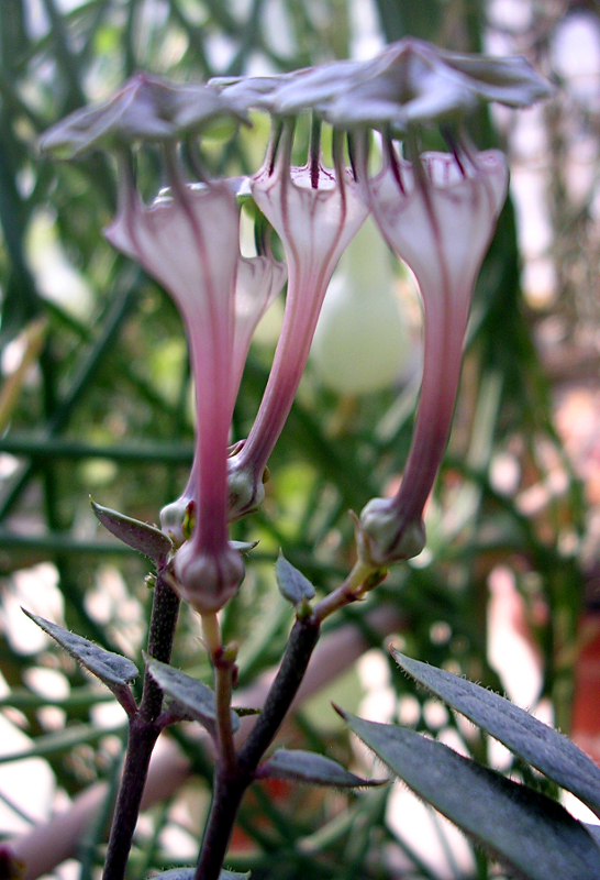 Ceropegia rendallii N. E. BR., Leuchterblume