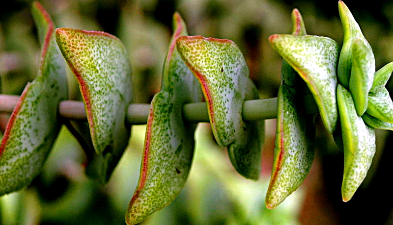 Crassula perforata THUNB., Schaschlik-Pflanze