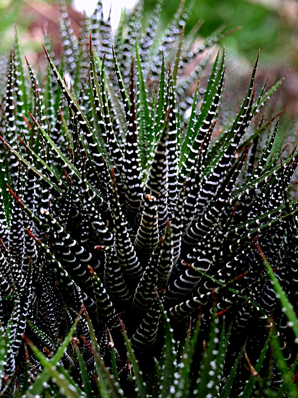 Haworthia attenuata HAW., Zebra-Haworthie