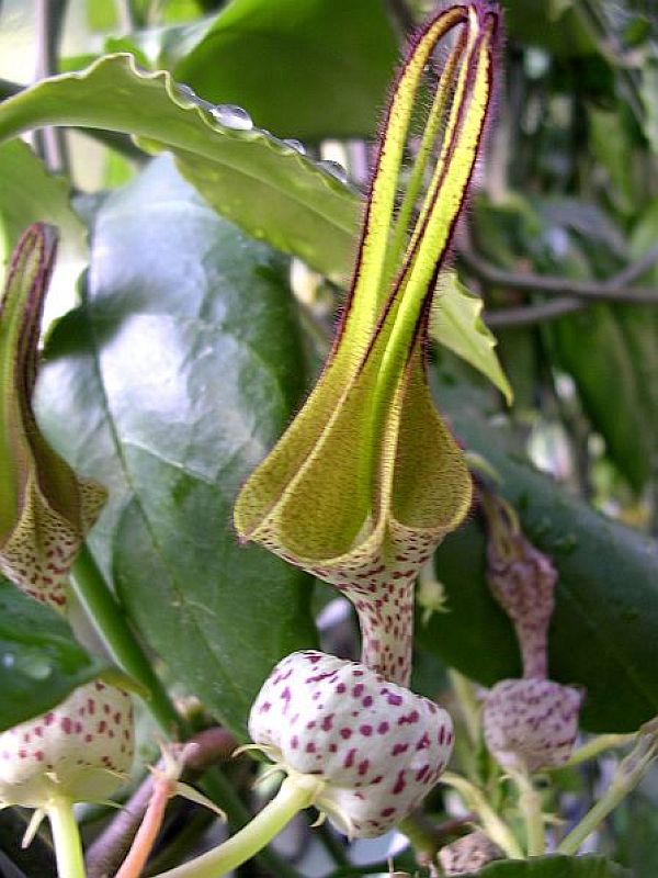 Ceropegia albisepta JUM. & H. PERRIER