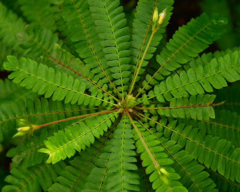 Biophytum sensitivum DC., Südseepalme