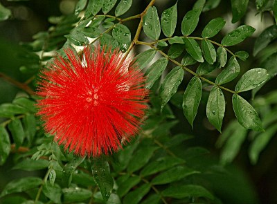 Calliandra haematocephala HASSK., Puderquastenstrauch
