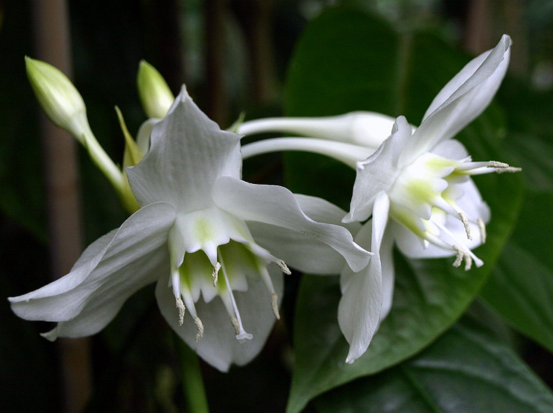 Eucharis amazonica LINDEN EX PLANCH., Amazonaslilie