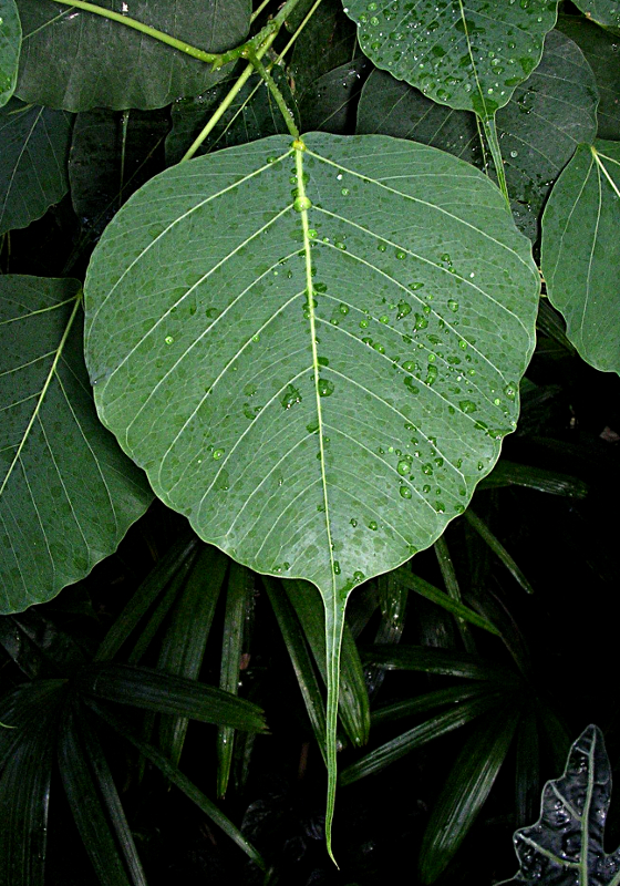 Ficus religiosa L., Pappel-Feige