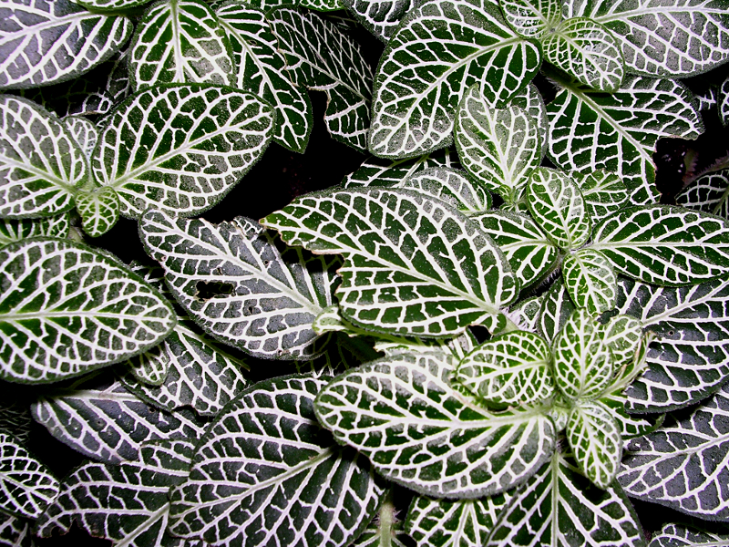 Fittonia verschaffeltii var. argyroneura REGEL, Silbernetzblatt
