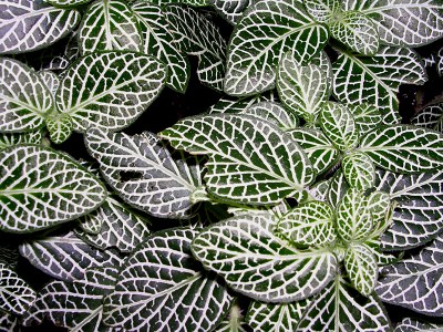 Fittonia verschaffeltii var. argyroneura REGEL, Silbernetzblatt