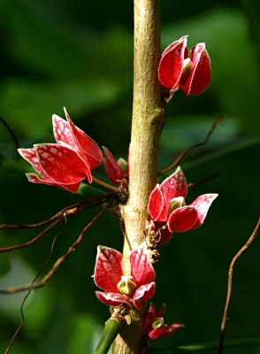 Goethea strictiflora, Goethemalve