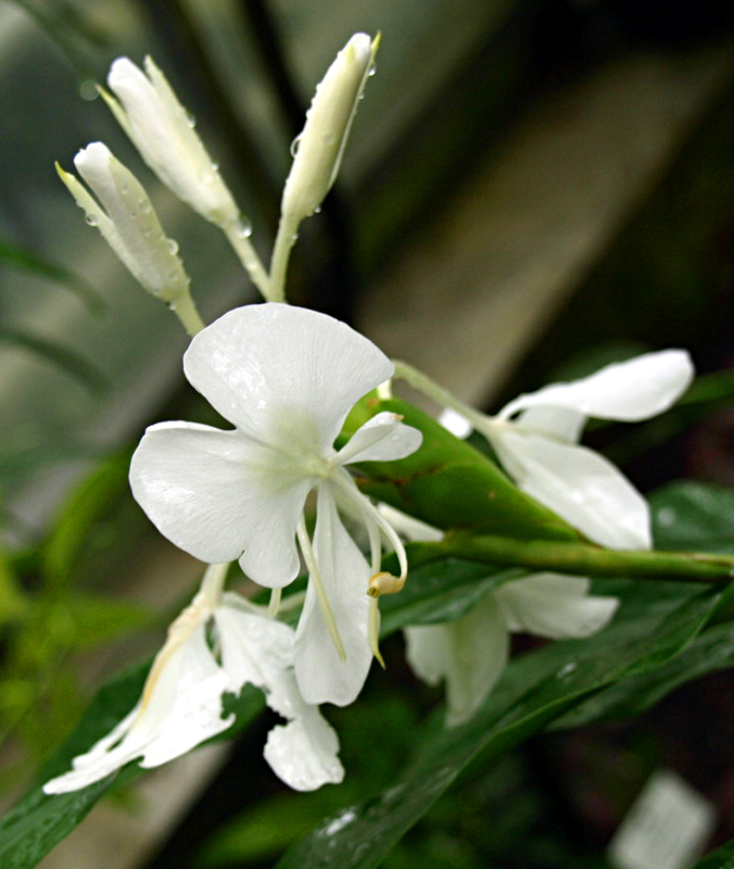 Hedychium coronarium J. KOENIG, Weiße Schmetterlingslilie