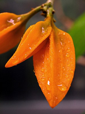 Juanulloa mexicana MIERS, Goldfinger-Pflanze