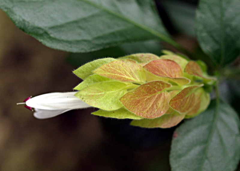 Justicia brandegeana WASSH. & L.B. SM., Zimmerhopfen