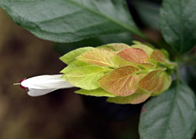 Justicia brandegeana WASSH. & L.B. SM., Zimmerhopfen
