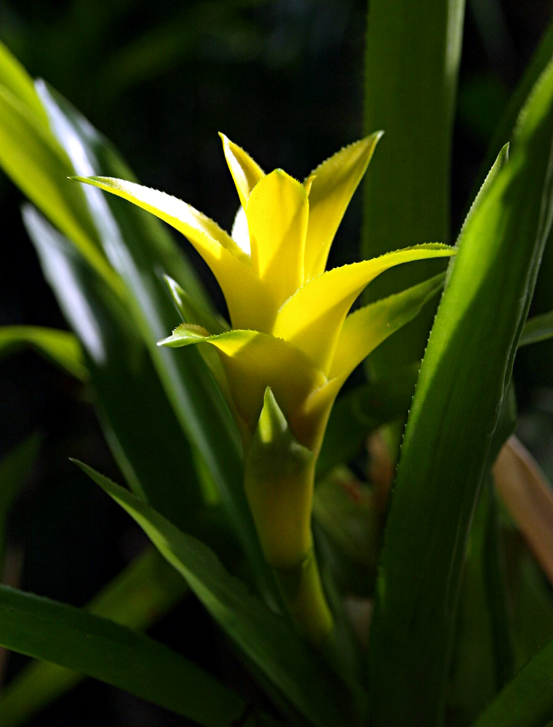 Nidularium billbergioides LEME