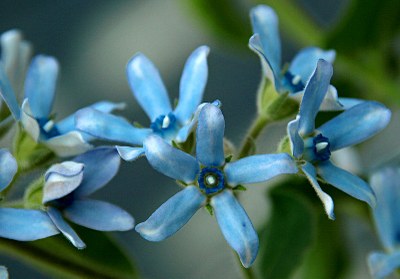 Oxypetalum coeruleum DECNE., Himmelblauer Südstern