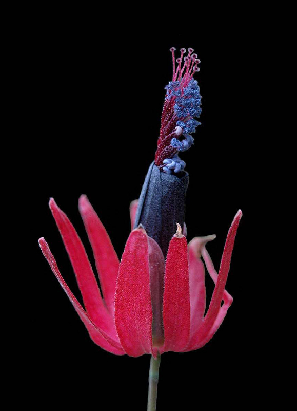Pavonia multiflora A. ST. -HIL., Vielblütige Sumpfmalve