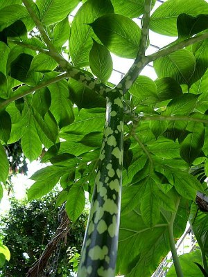 Amorphophallus bulbifer BL., Riesenknollenwurz