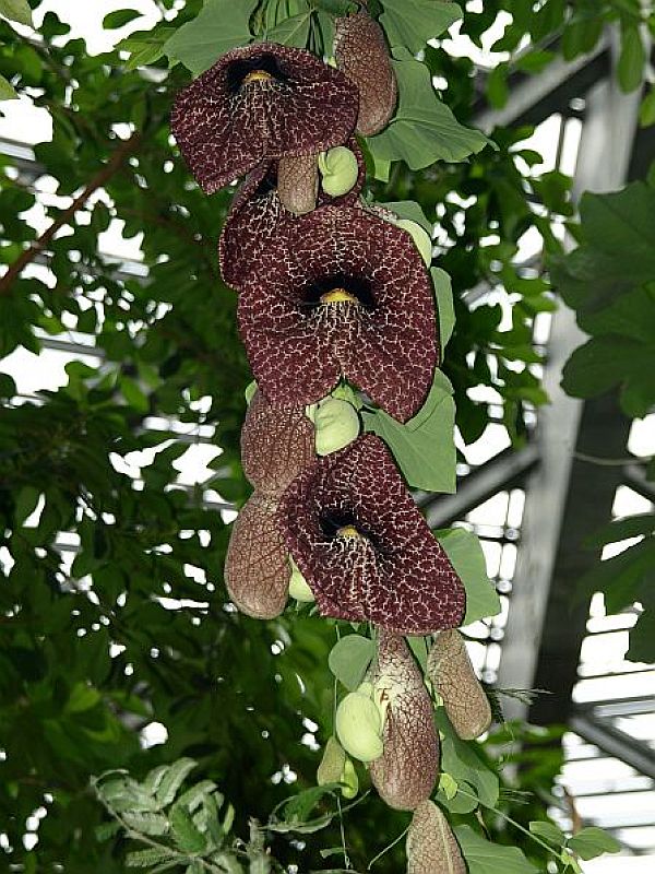 Aristolochia gigantea MART., Große Osterluzei