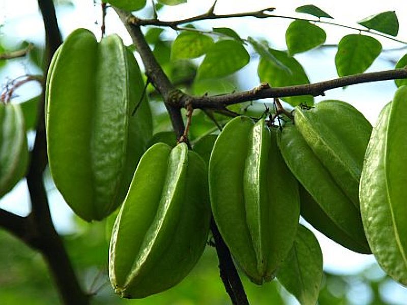 Averrhoa carambola L., Sternfrucht