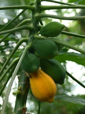 Carica papaya L., Melonenbaum