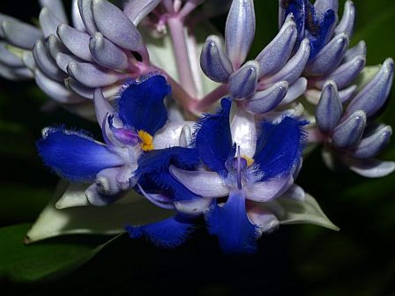 Cochliostema odoratissimum LEM., Duftender Schneckenfaden