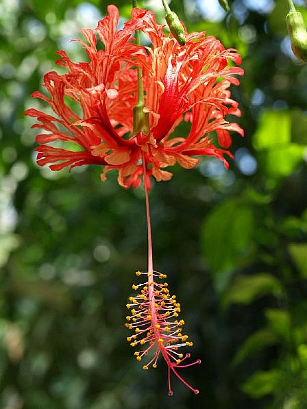 Hibiscus schizopetalus HOOK., Koralleneibisch