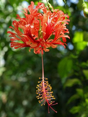 Hibiscus schizopetalus HOOK., Koralleneibisch