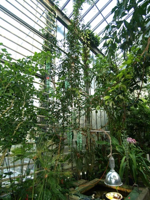 Strongylodon macrobotrys 3 — Botanischer Garten