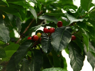 Coffea arabica Arabica-Kaffee