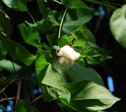 Gossypium arboreum Baumwolle Frucht