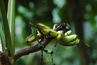 Musa textilis Faserbanane