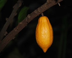 Theobroma cacao Kakao