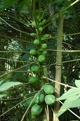 Carica papaya Papaya